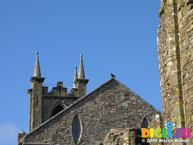 SX02402 Rook [Corvus Frugilegus] on church roof